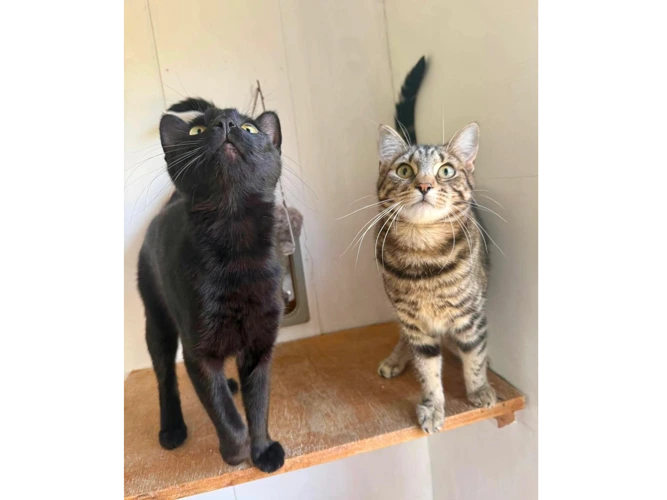 Binks (& Bruno)