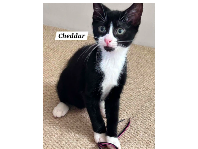 CHEDDAR