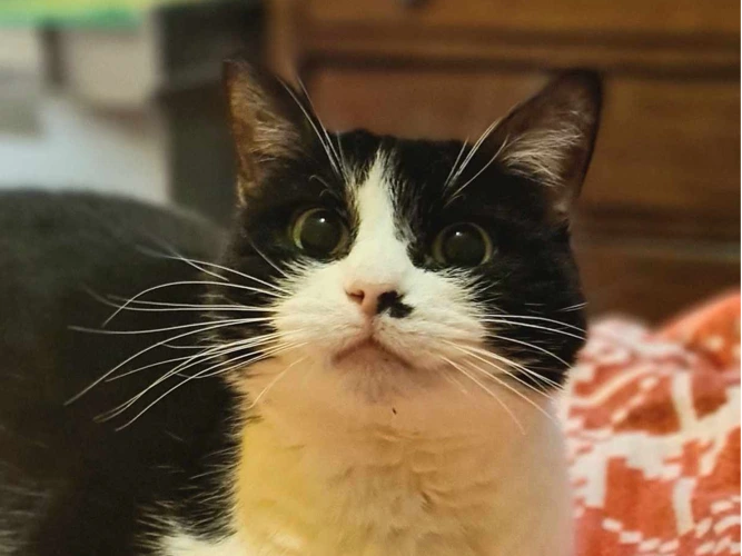 Cats Protection Bracknell & Wokingham Districts Branch