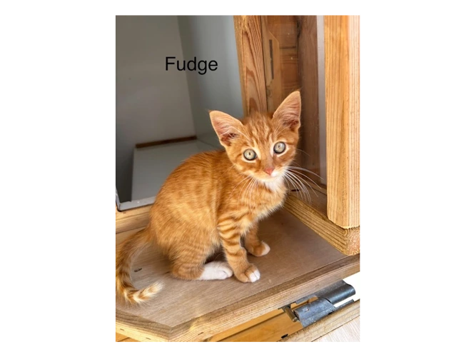 Fudge