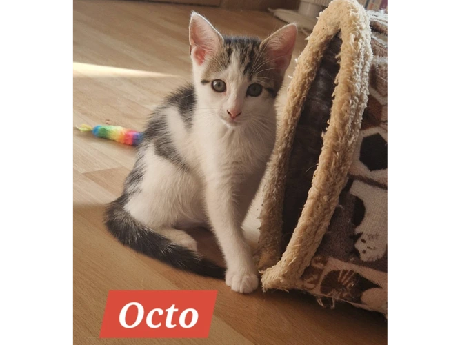 OCTO