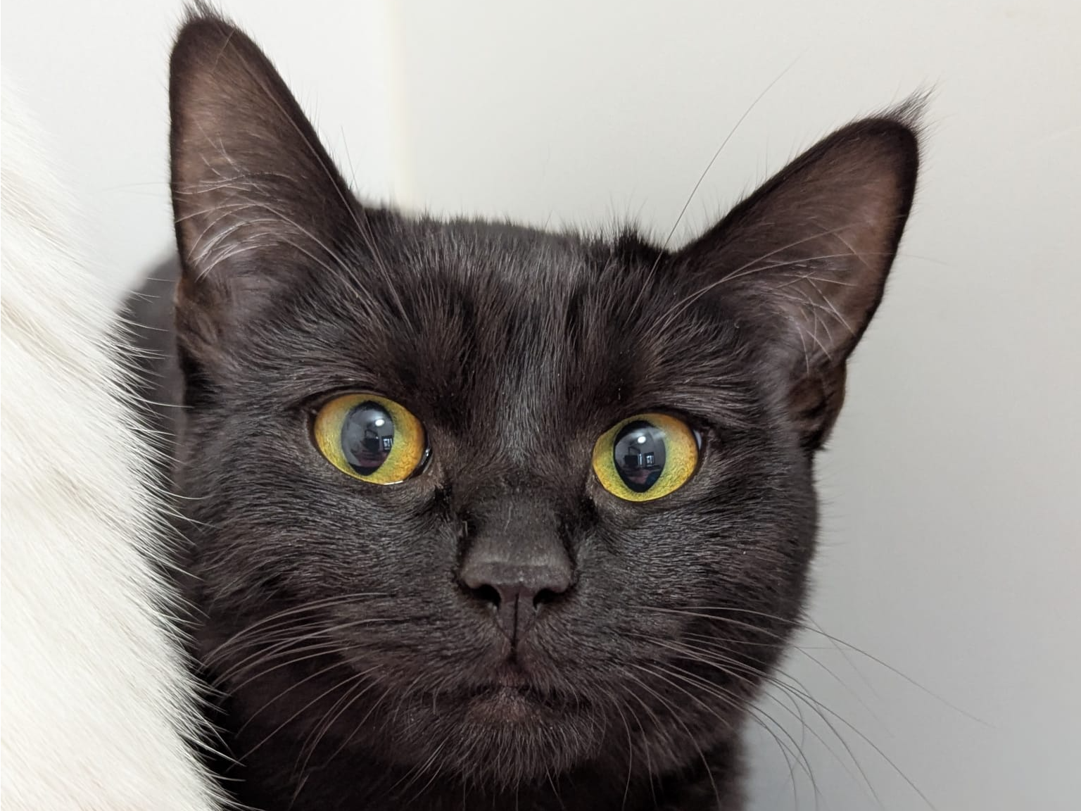 Millie — Domestic Cat