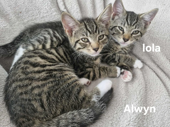 IOLA & ALWYN
