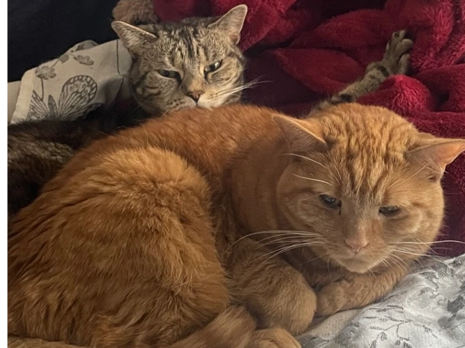 Kitty and Maxie