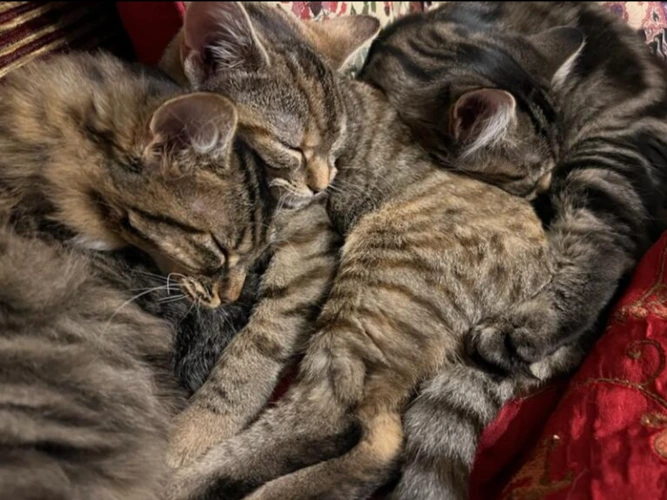 BUDDY, CLOVER AND HONEY