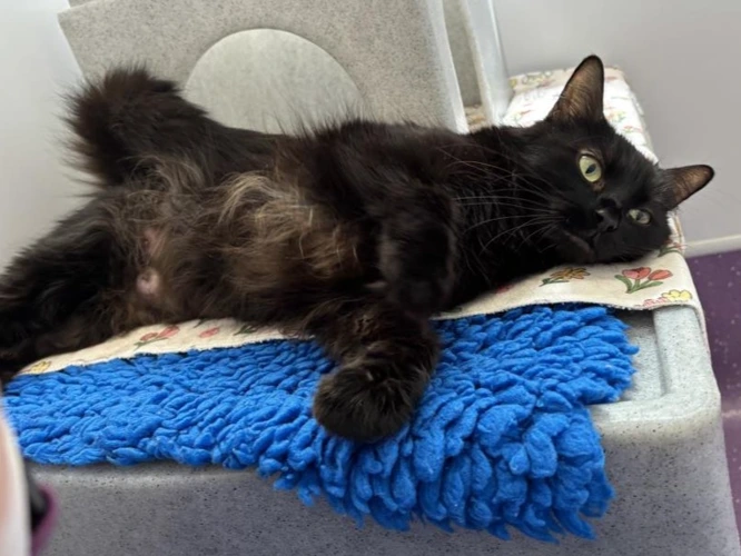 Bellatrix