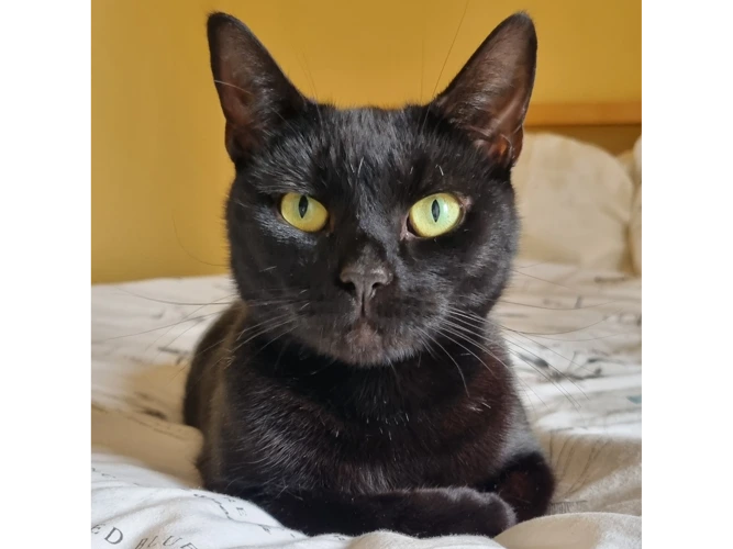 Piper