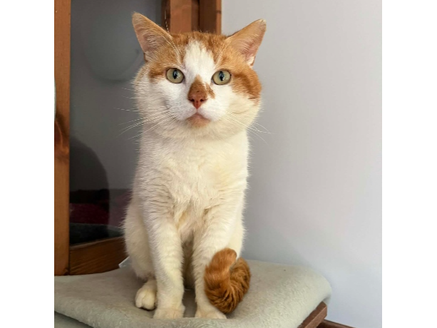 Sullivan — Domestic Cat