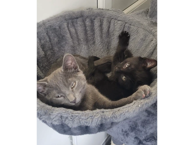 Kittens