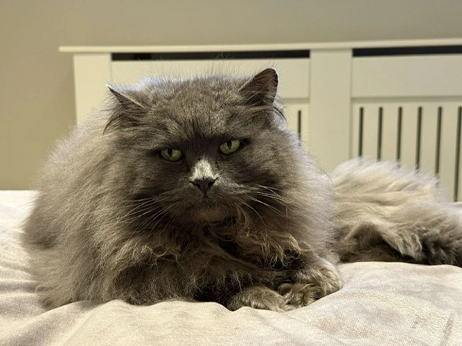 Boris
