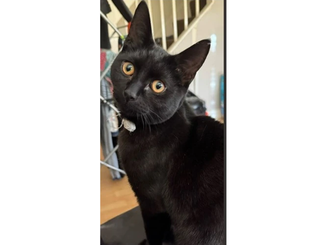 Luna and Merlin