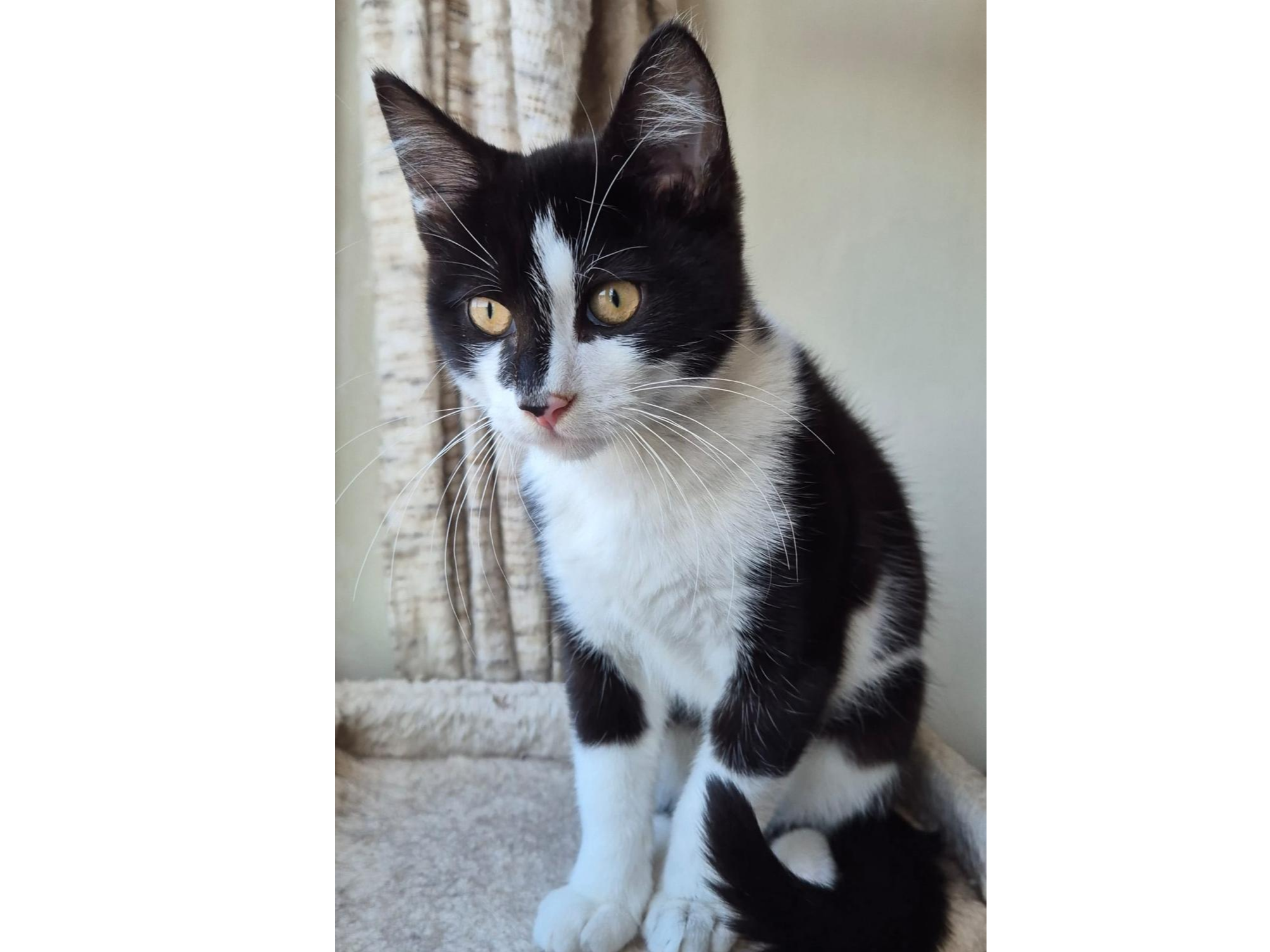 Badger — Domestic Cat