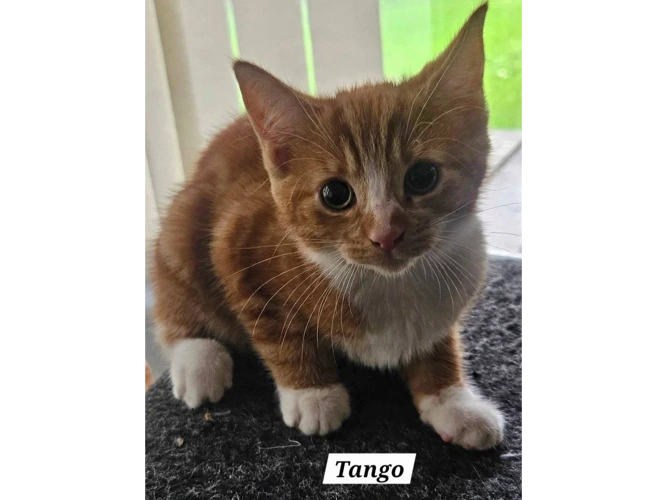 TANGO