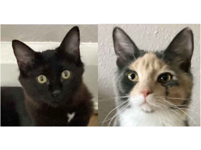 MISTY AND PEGGY