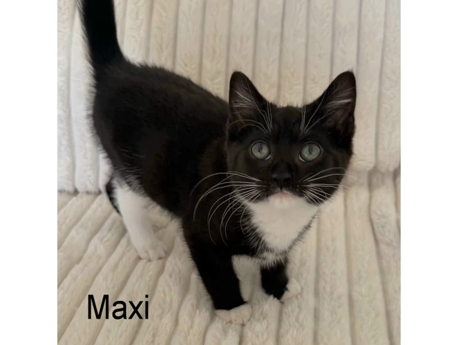 MAXI