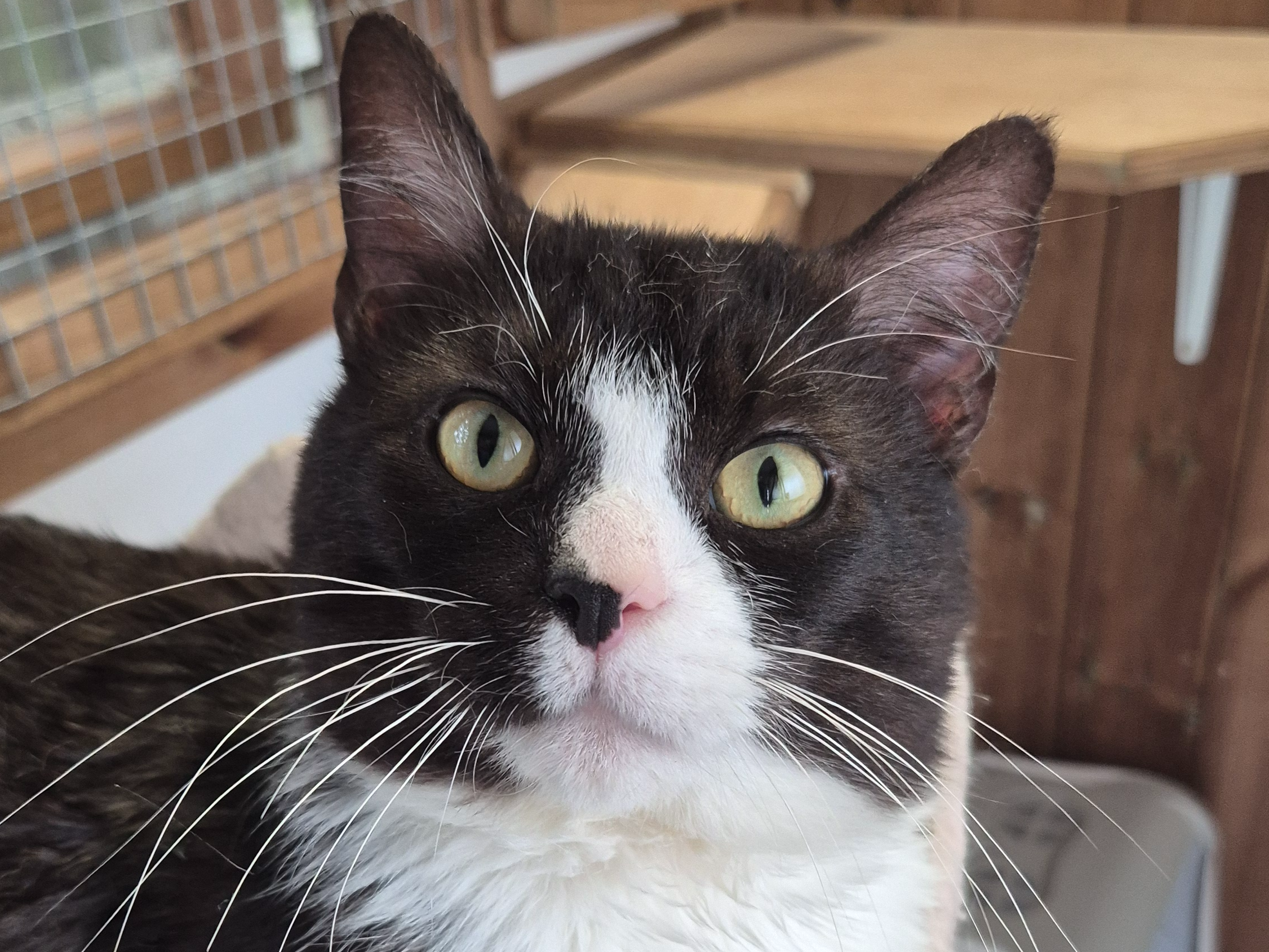 Figgy — Domestic Cat