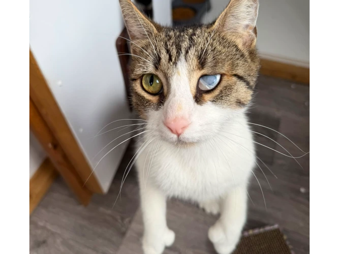 2-year-old Candy
