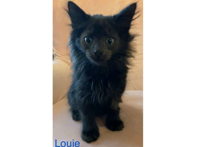 LOUIE