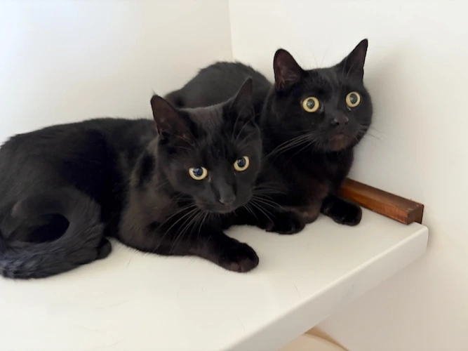 BINX & BLAKE