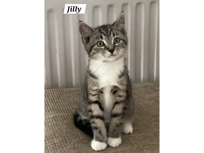 JILLY