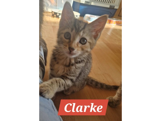 CLARKE