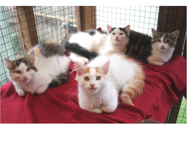 Delta, Echo, Juliette, Tango