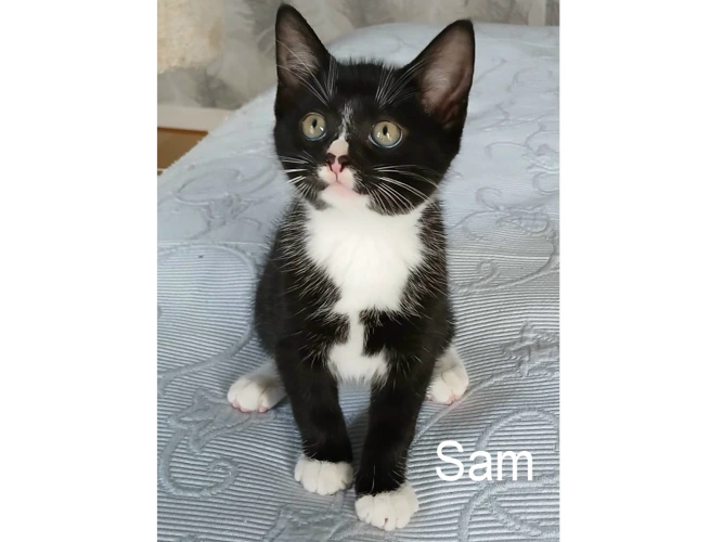 SAM
