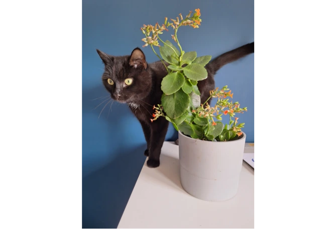 Mo
