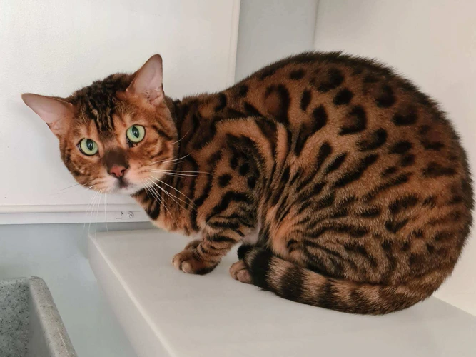 Tiger Pants