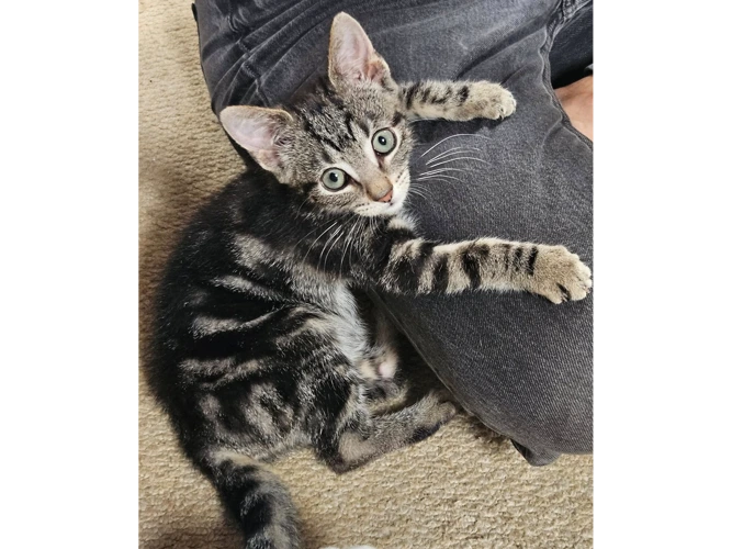 EVIE