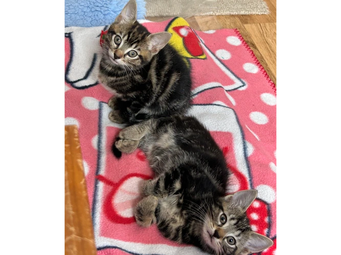 Hattie's kittens