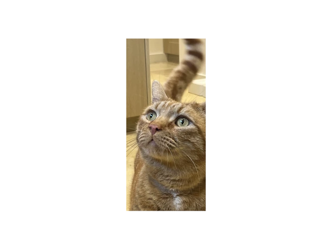 Tigg