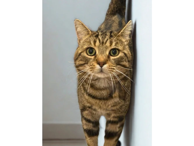 LEO