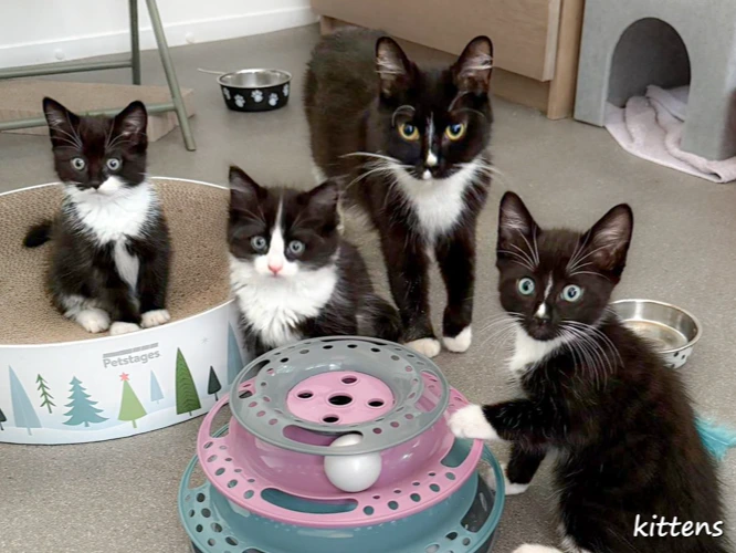 Kittens