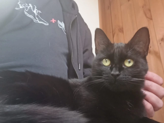 Lulu