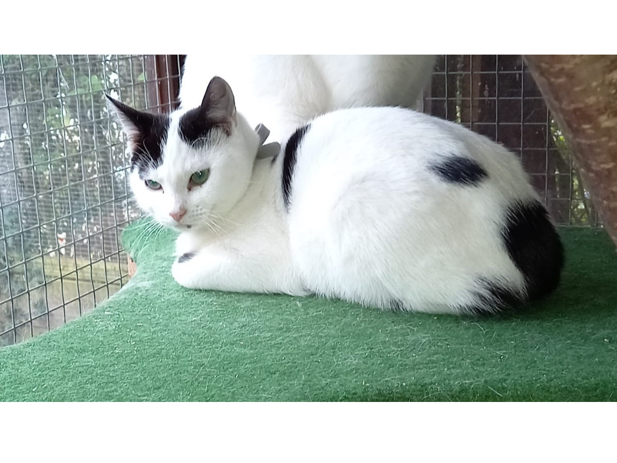 Kitten - Sid — Domestic Cat