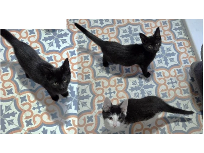 Leon, Lucy & Leonora