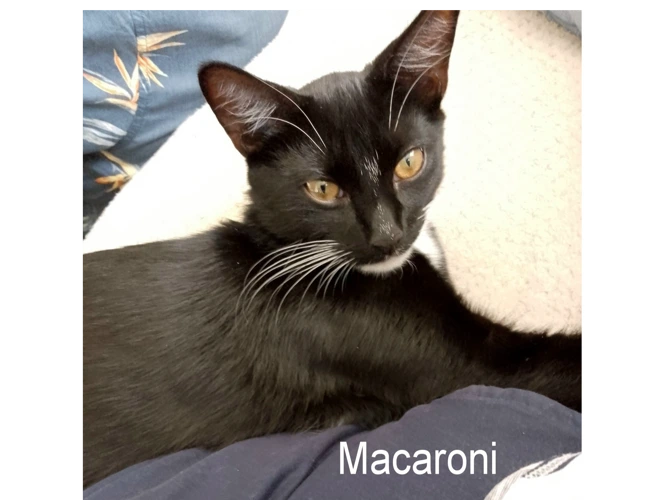 MACARONI