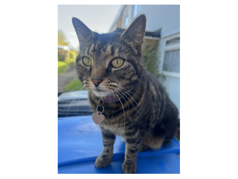 Molly — Domestic Cat