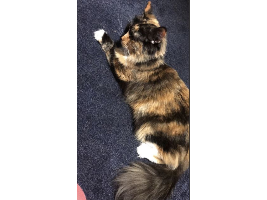 Find a cat near you Adopt a cat Cats Protection