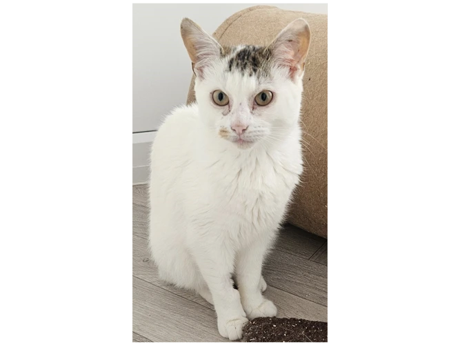 PHYLLIS