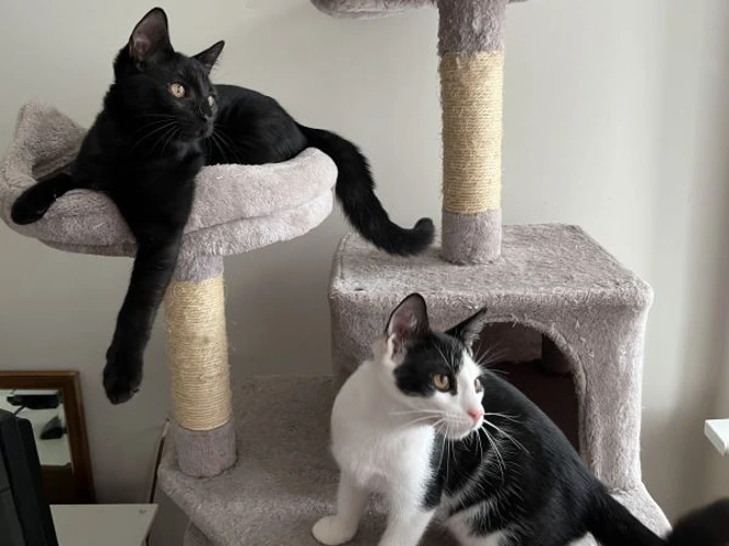 Jasper  and James   (PAIR)