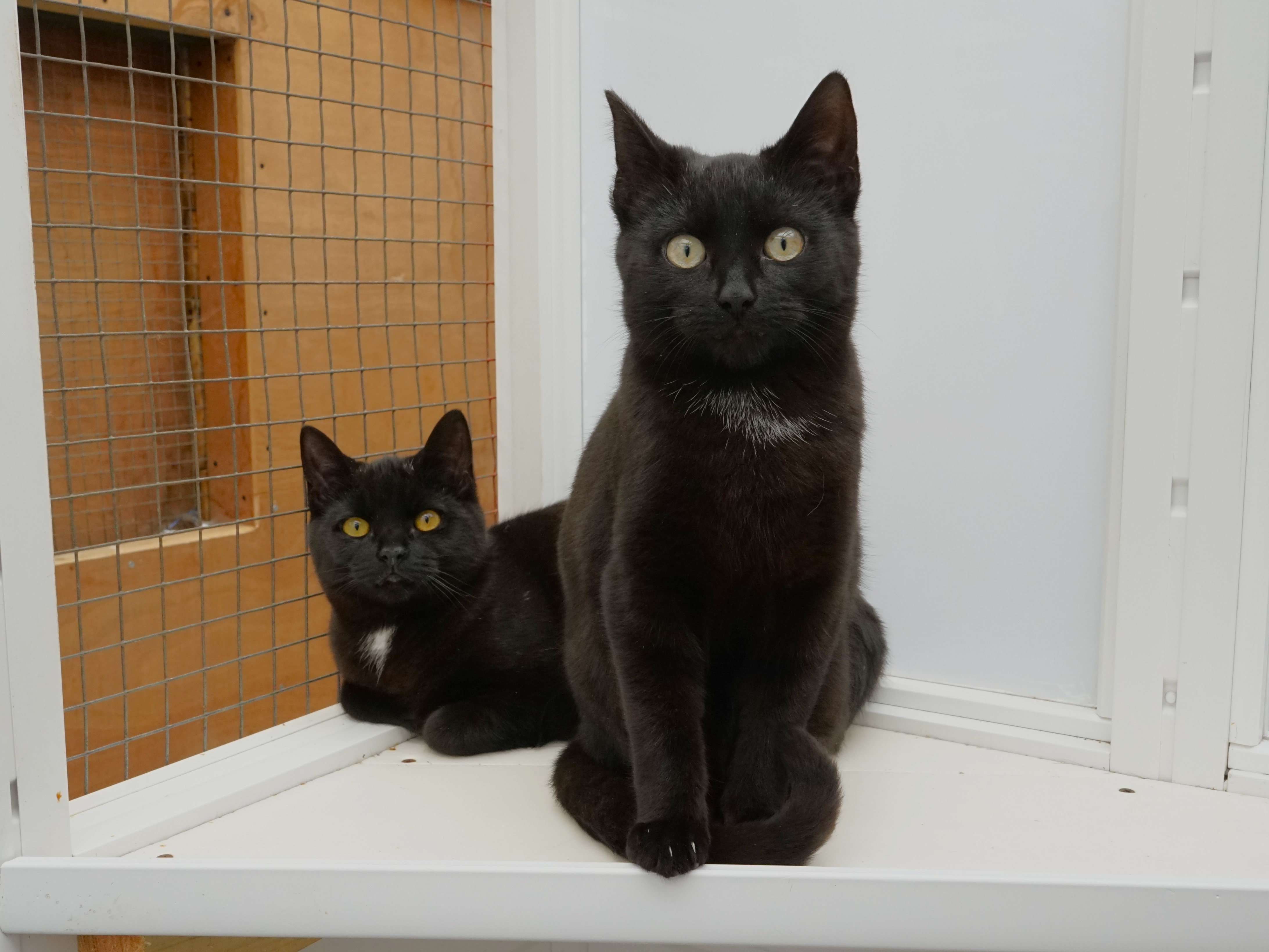Cracker (behind) and Turkey (front) — Domestic Cat