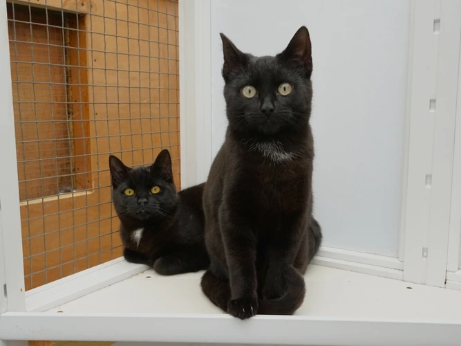 Cracker (behind) and Turkey (front)