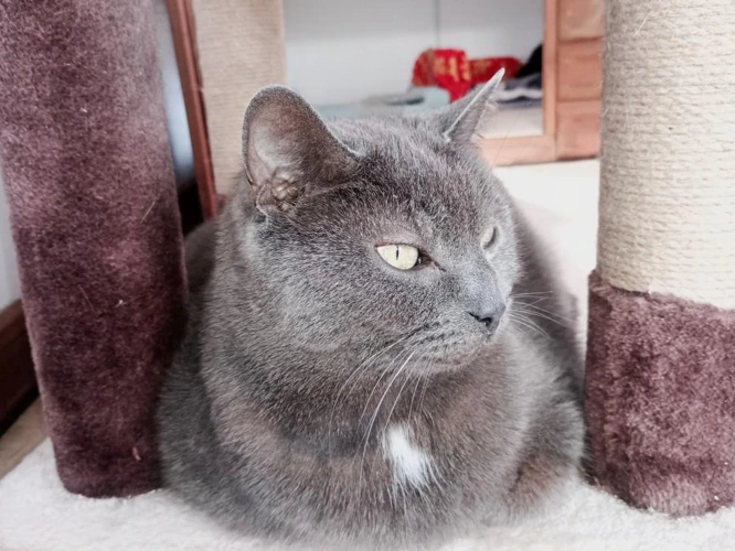 ROSIE