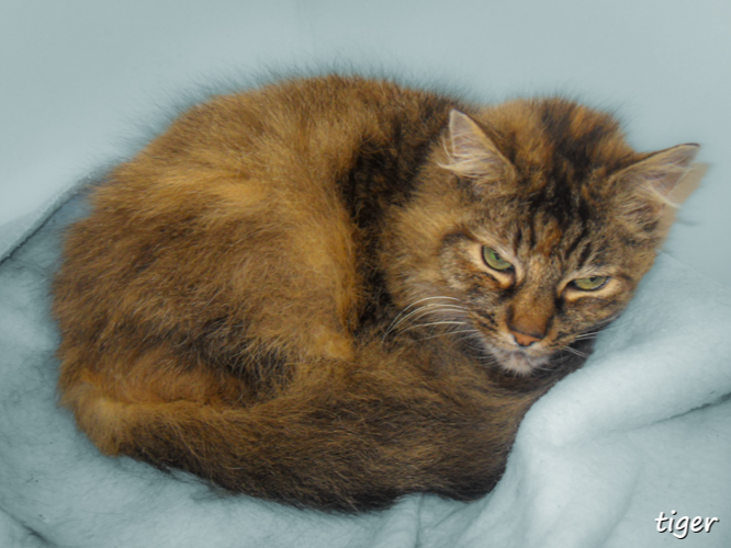 Tiger — Domestic Cat