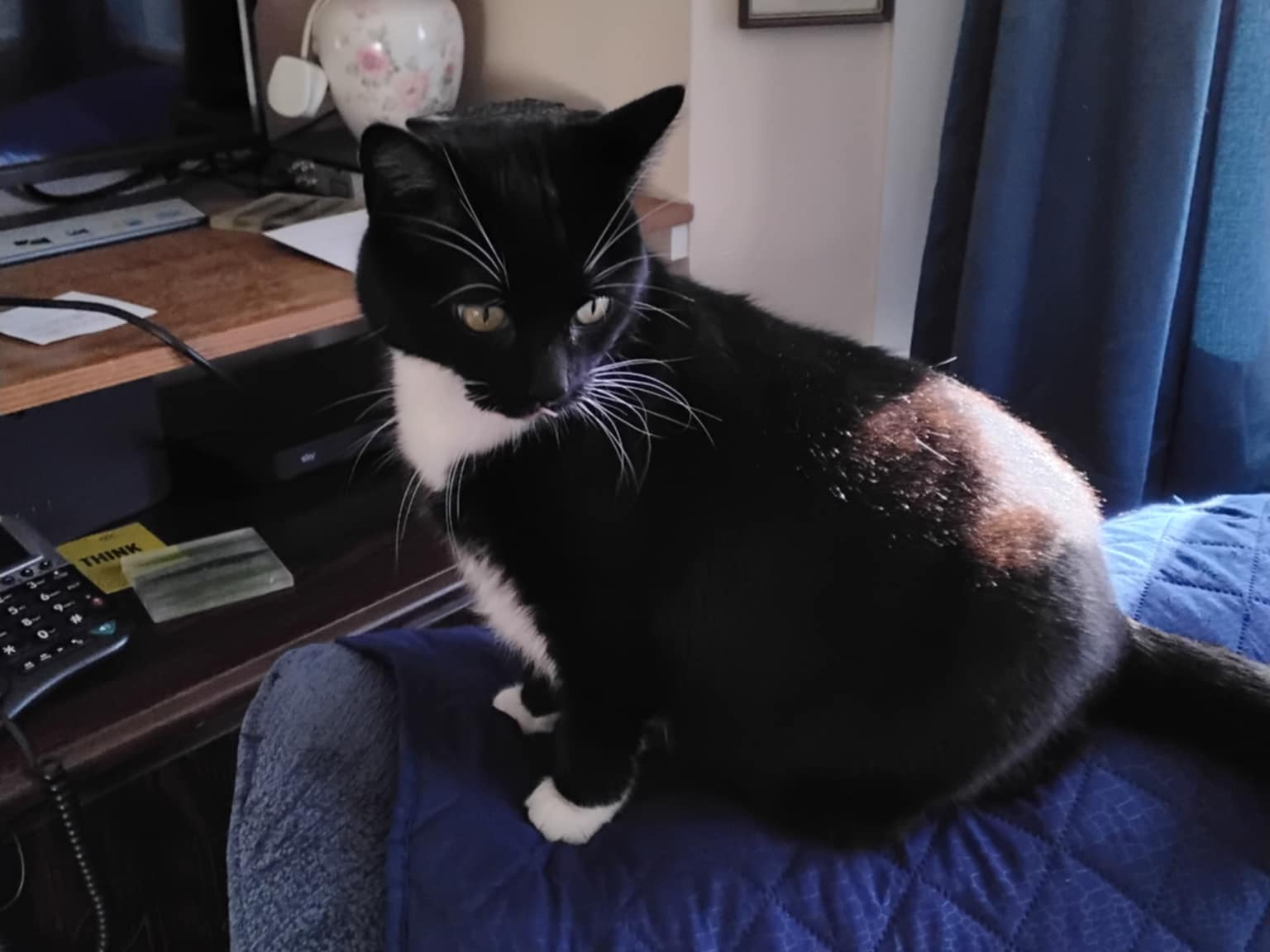 Leona — Domestic Cat