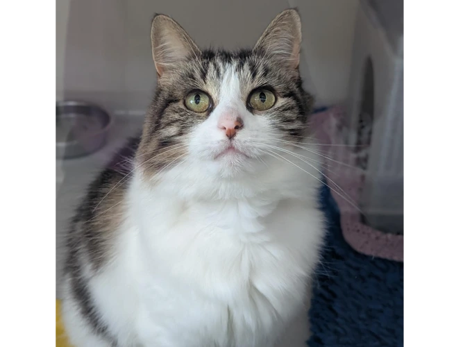Simba