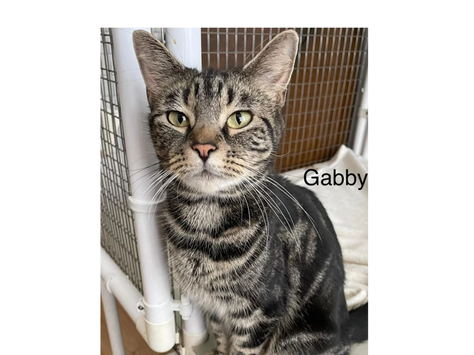 Gabby