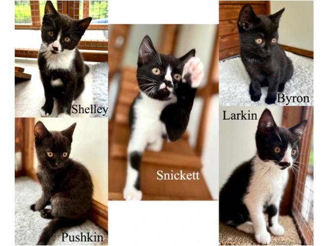The Literary Kittens!
